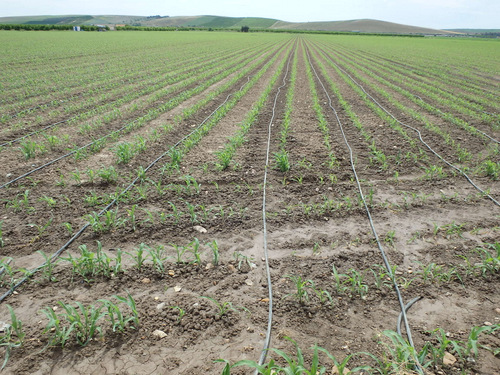 Drip Irrigation.